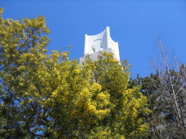 ミモザとメモリアルタワー