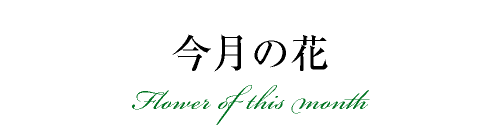 今月の花